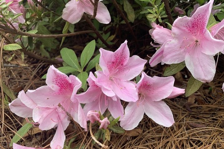 pink azalea blooms