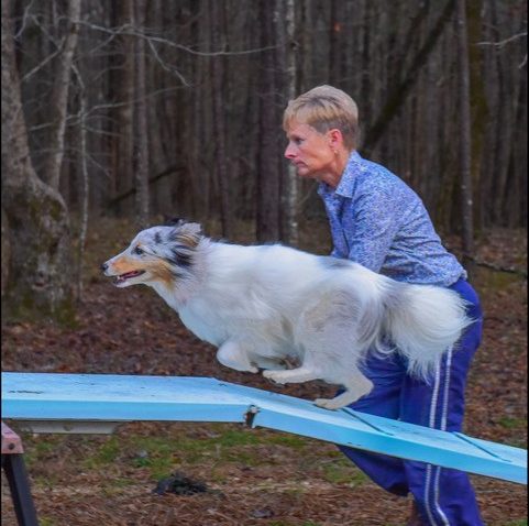 woman works with a dog as it goes up an incline during a training exercise