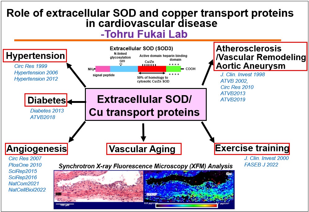 Role of extracellular SOD and copper transport proteins in cardiovascular disease in Tohru Fukai lab. Extracellular SOD/CU transport proteins box in the middle pointing to 1. Atherosclerosis/Vascular Remodeling Aortic Aneurysm, 2. Exercise training, 3. Vascular Aging, 3. Angiogenesis, 4. Diabetes, 5. Hypertension. Shows image of synchrotron X-ray Fluorescence Microscopy (XFM) Analysis