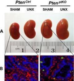 Figure A-B shows the mouse kidney and an enlargement of the renal tubules.