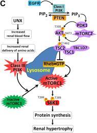 Figure C is a schematic diagram depicting the regulation of kidney.