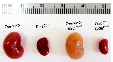 Figure 2A shows the different sizes and colors of a mouse kidney.