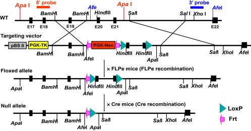 Figure 2B shows diagrams of creation of an mVPS34 gene (Pik3c3)-floxed mouse. 