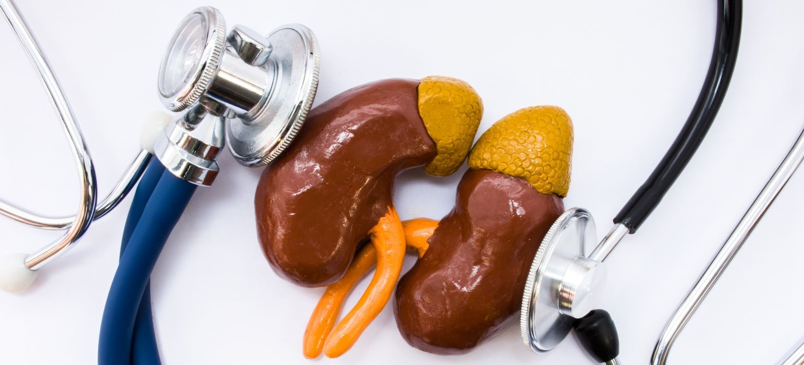 nephrology image