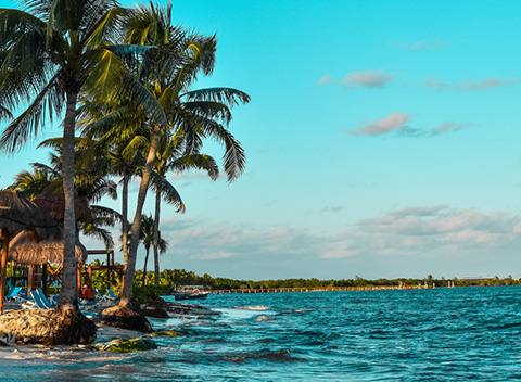 Caribbean coast lined with palm trees